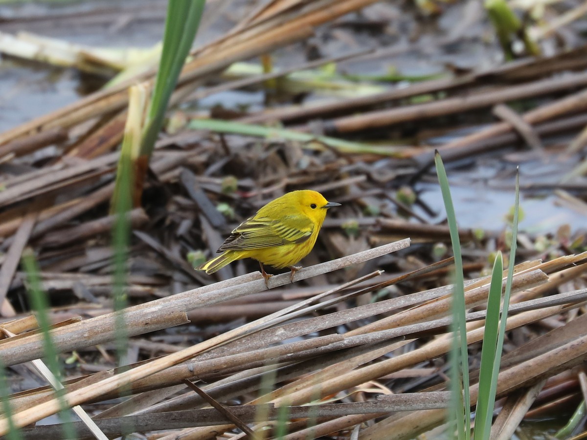 Yellow Warbler - Daniel Hinnebusch