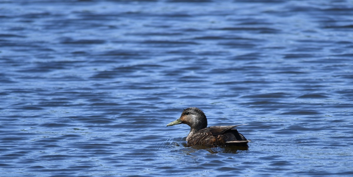 Mallard - ML619595131