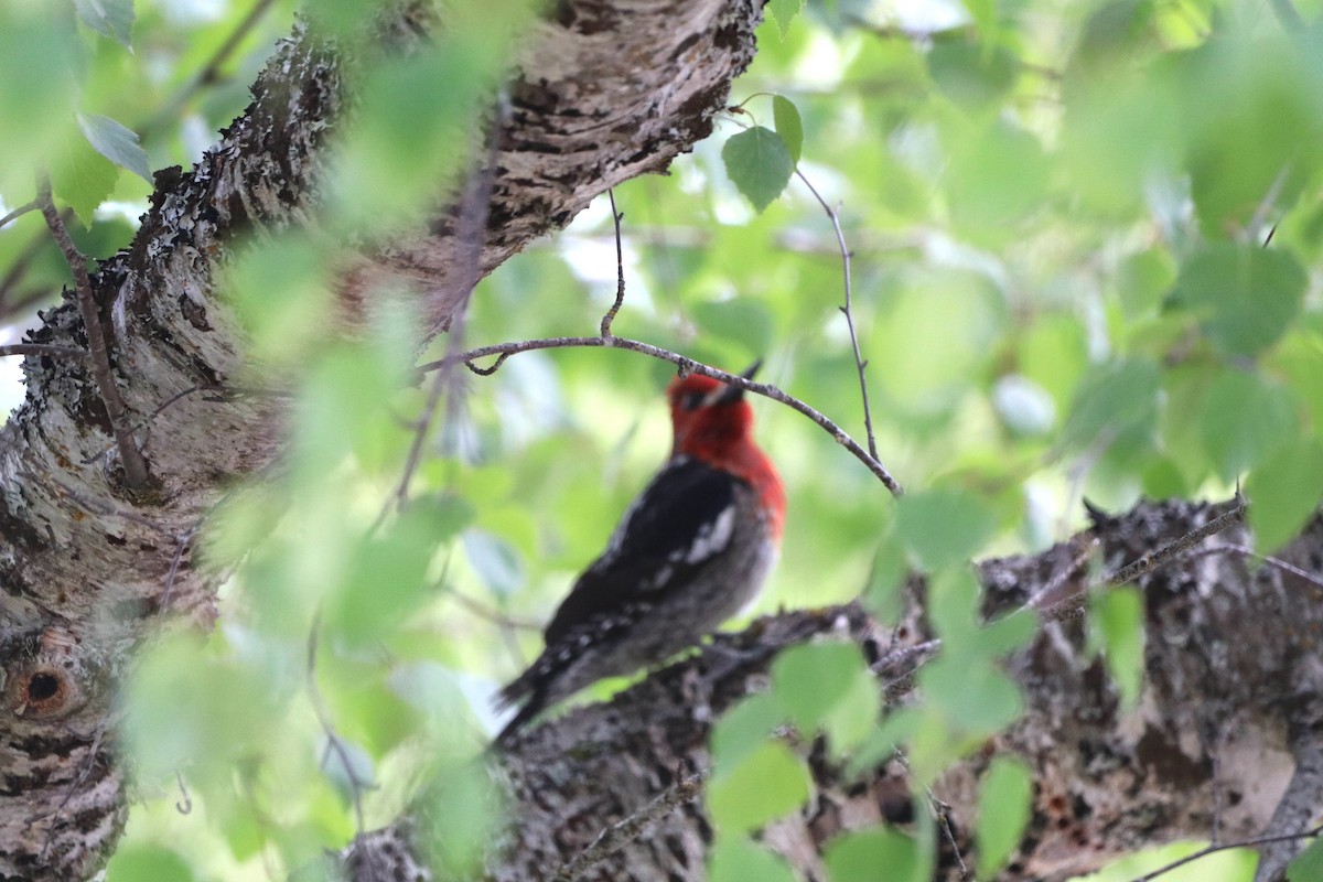 Red-breasted Sapsucker - Gary Rains