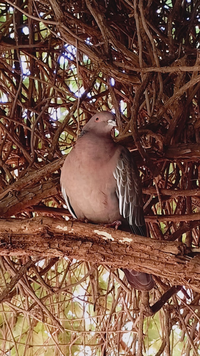 Picazuro Pigeon - Dan Mars