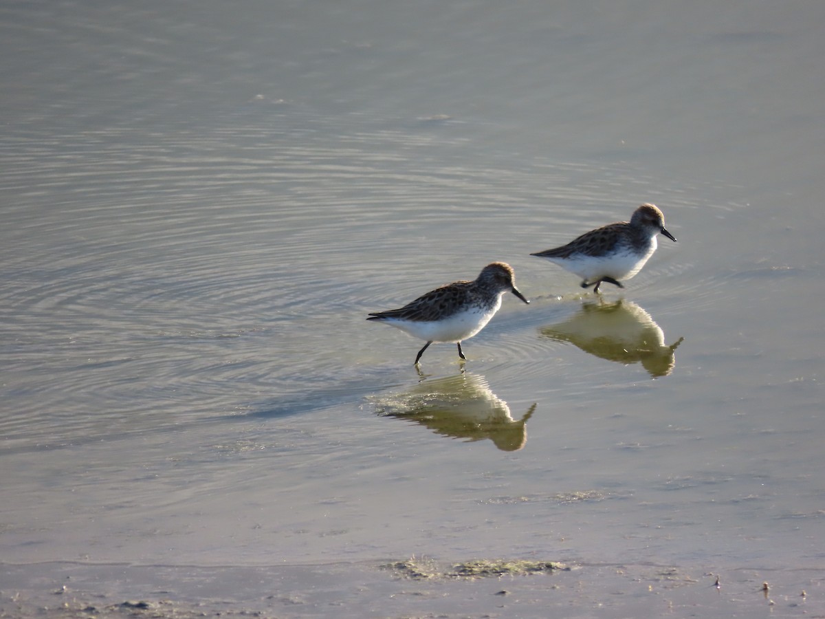 Semipalmated Sandpiper - Kerry Hjertaas