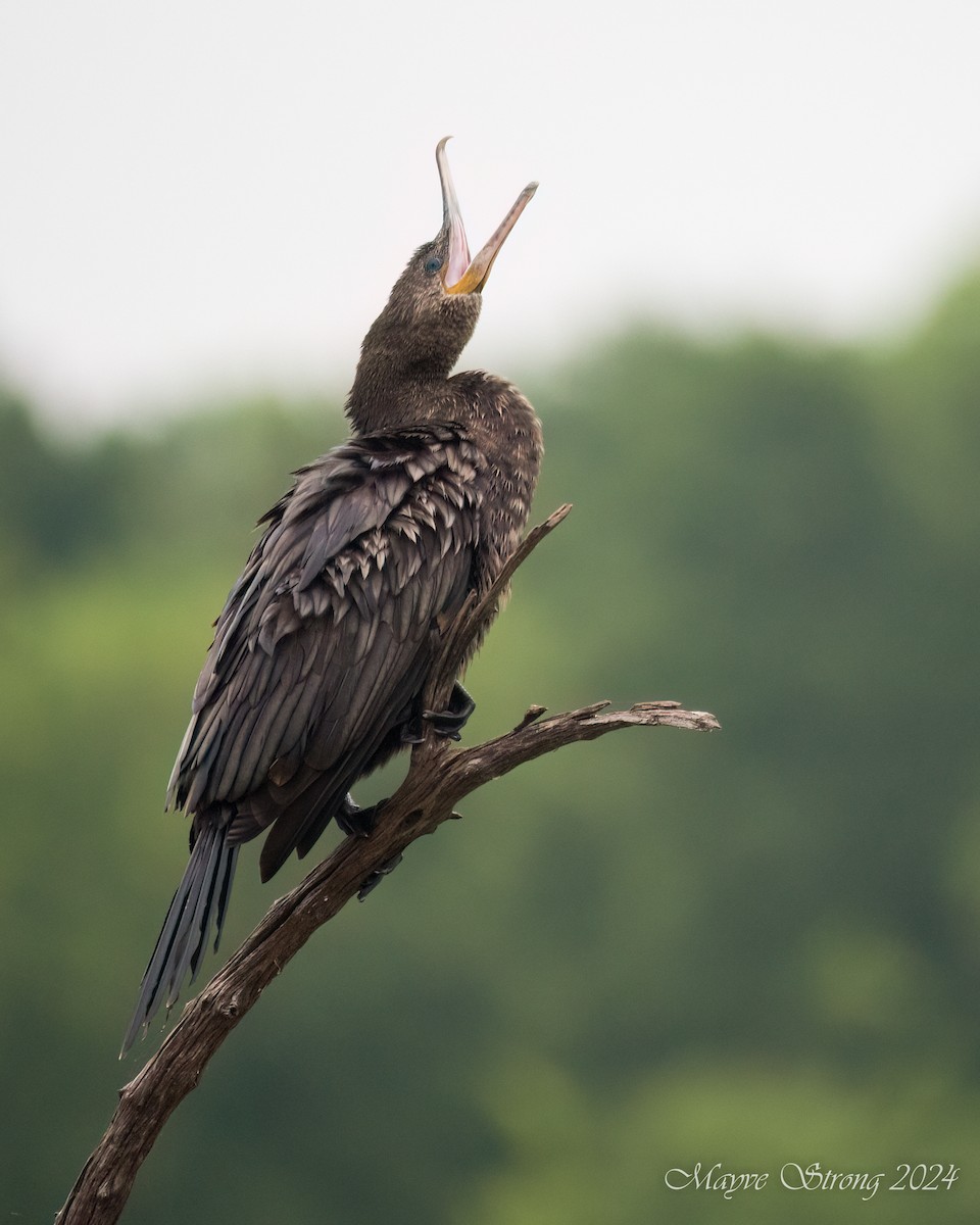 Neotropic Cormorant - Mayve Strong