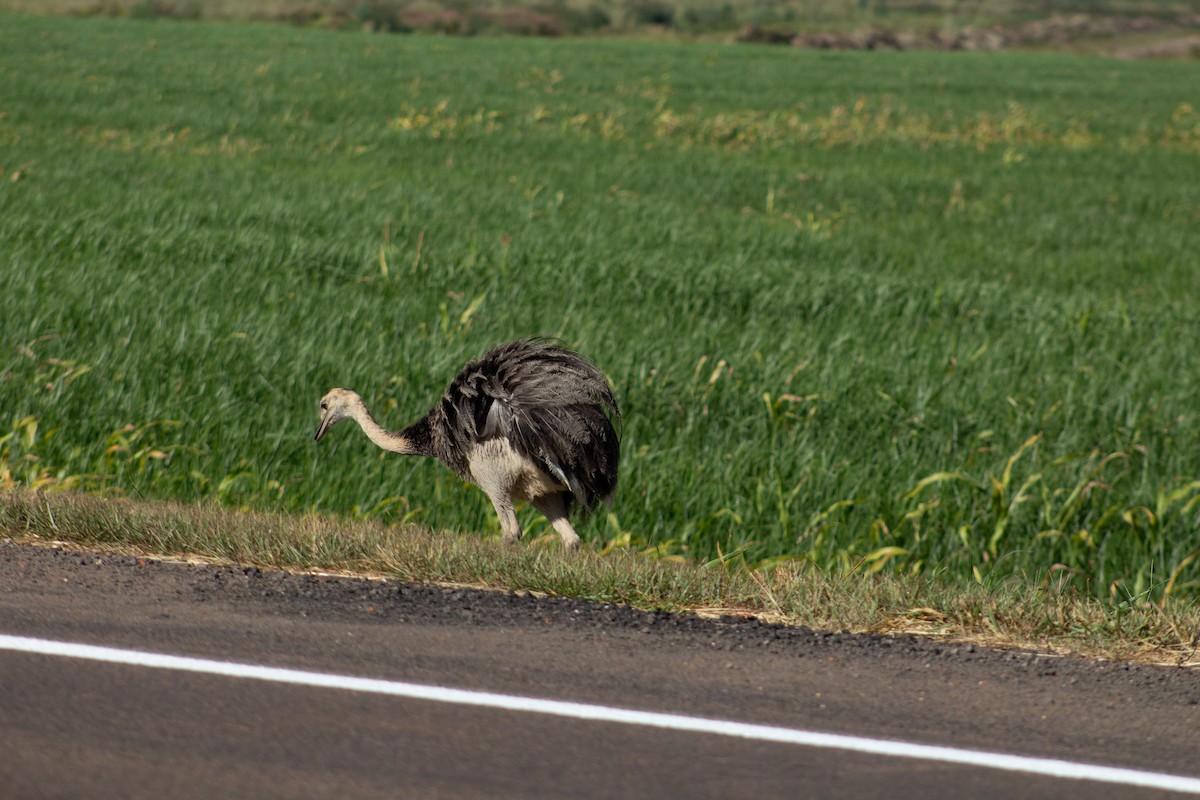 Greater Rhea - Andreia Mamedes