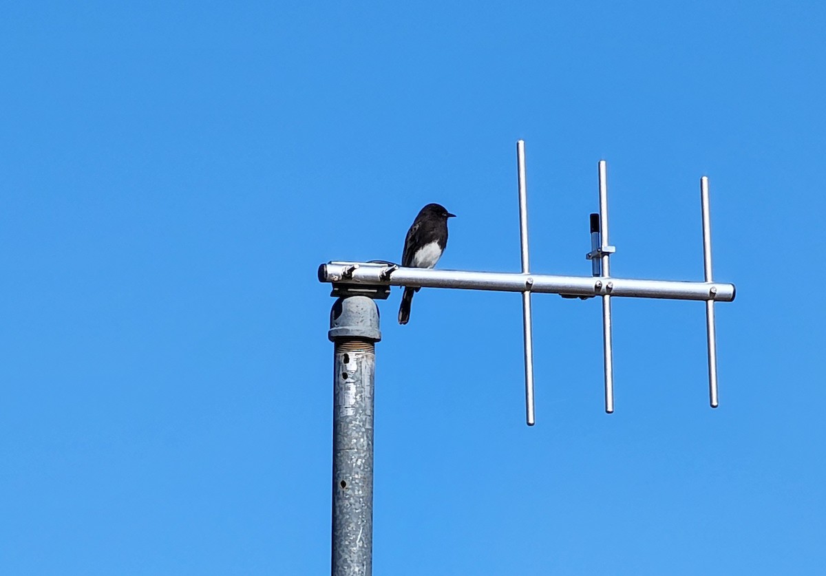 Black Phoebe - Nancy Cox