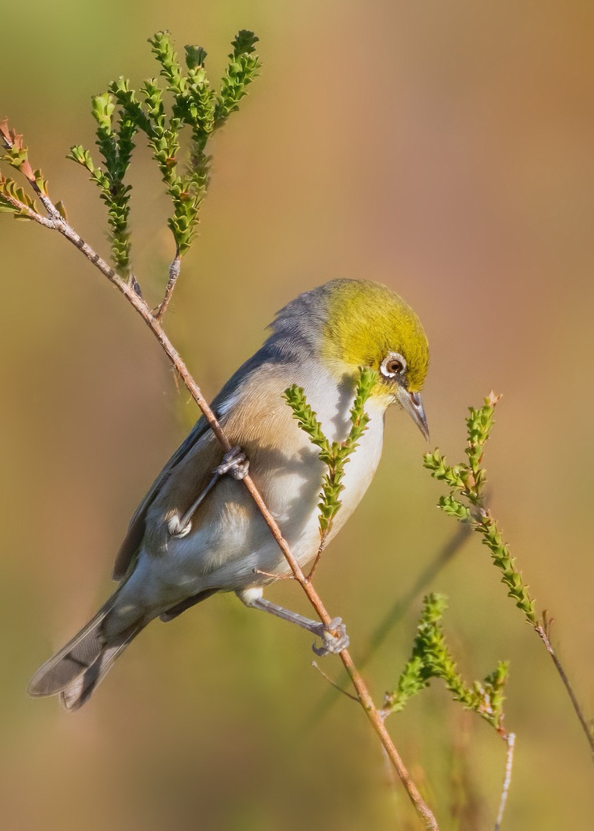 Silvereye - Julie Clark