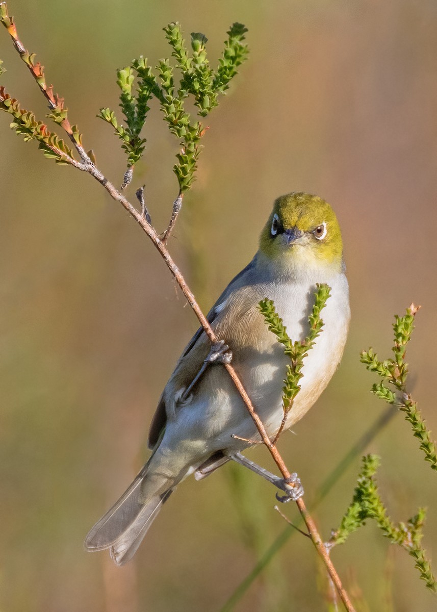 Silvereye - Julie Clark