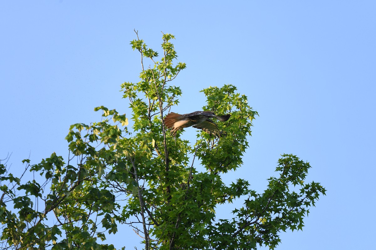 Red-tailed Hawk - joe demko
