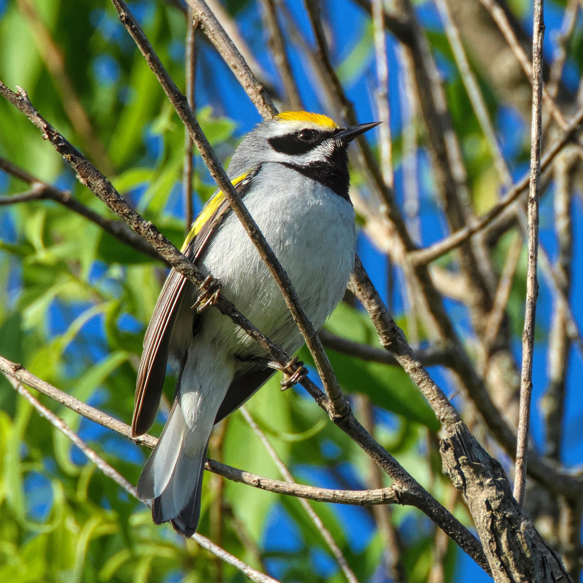 Golden-winged Warbler - Me XMan