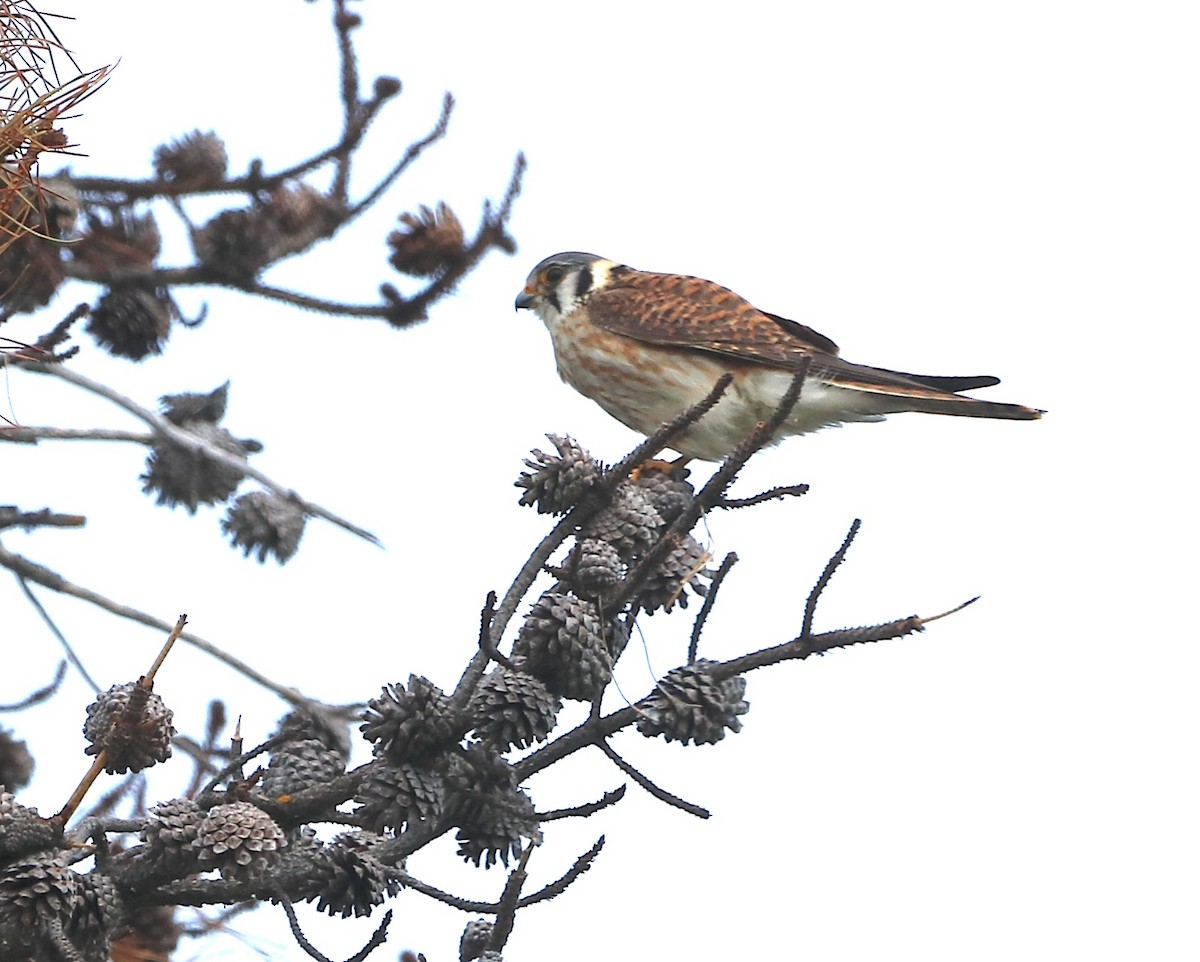 American Kestrel - Gary Rains