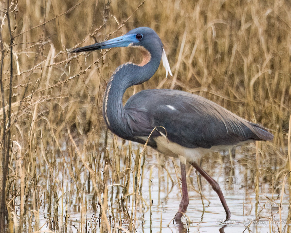 Tricolored Heron - Mayve Strong