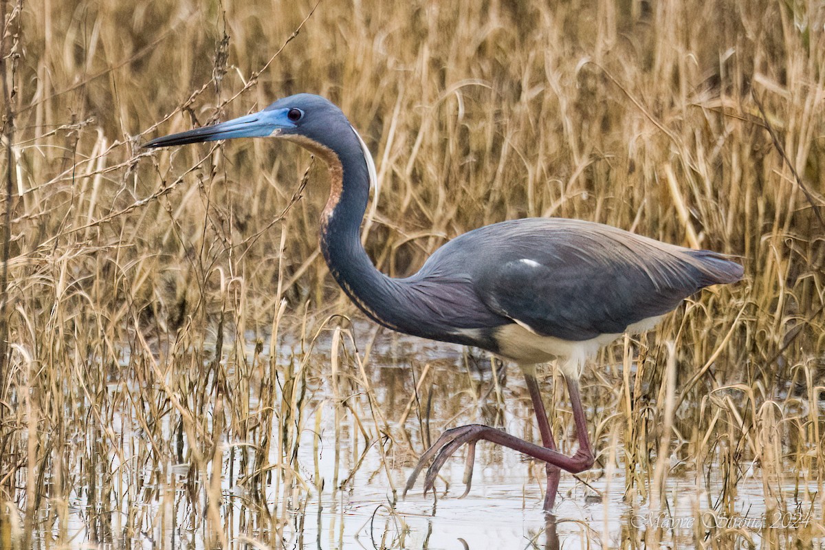 Tricolored Heron - Mayve Strong