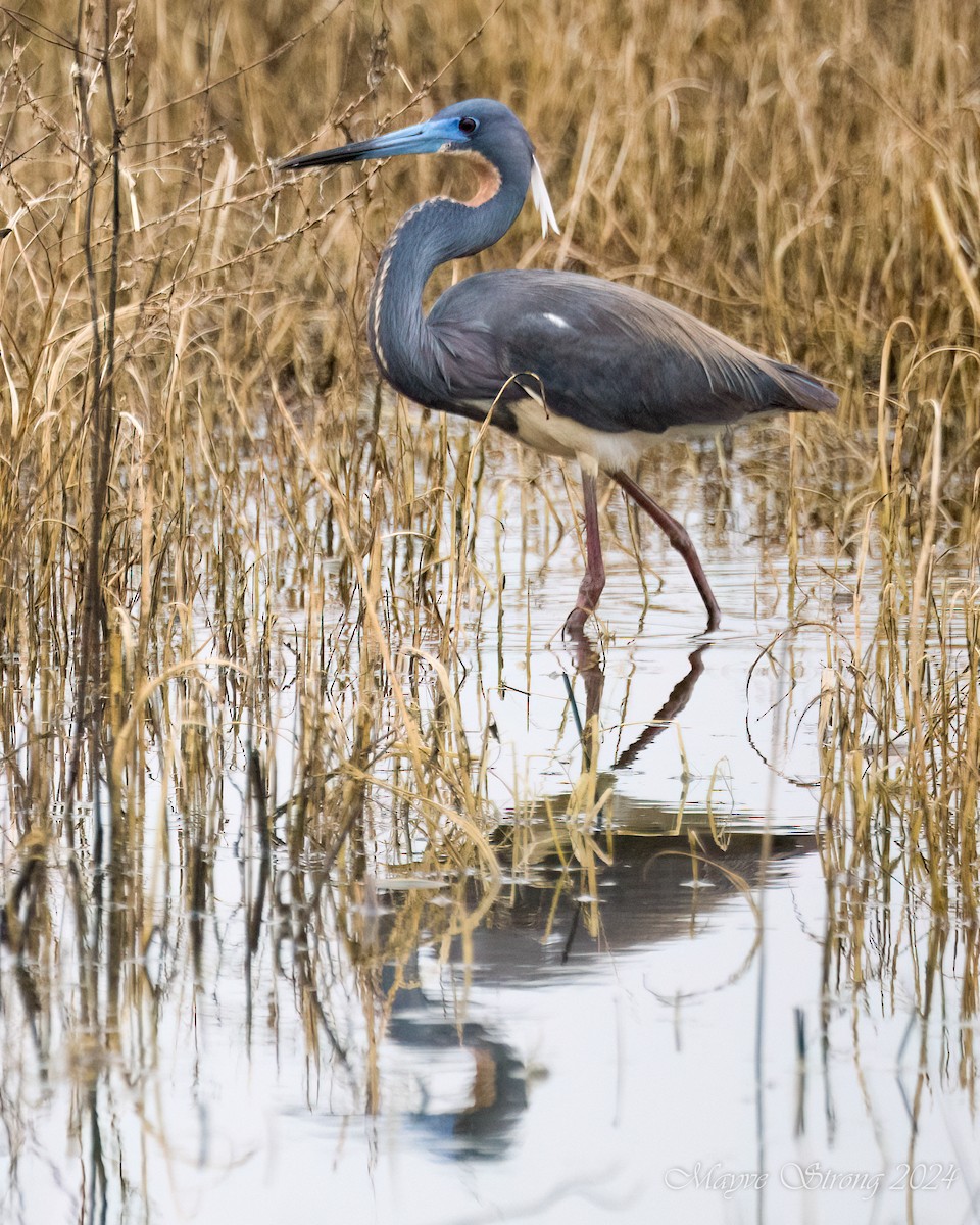 Tricolored Heron - Mayve Strong