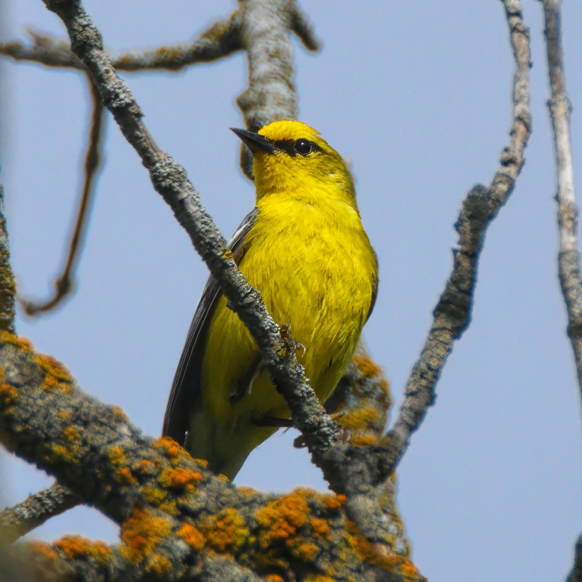 Blue-winged Warbler - Me XMan