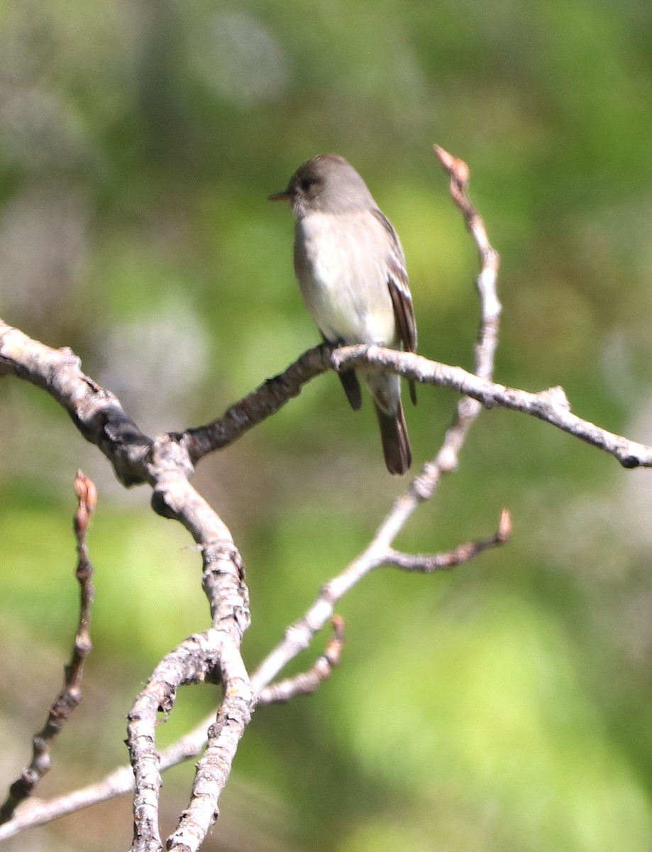 Western Wood-Pewee - Gary Rains