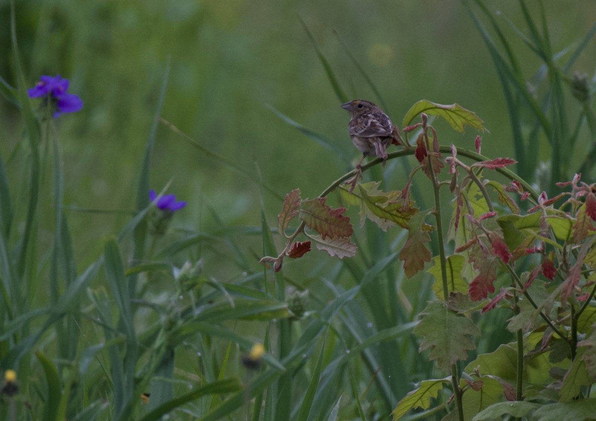 Grasshopper Sparrow - Tom Baumgart