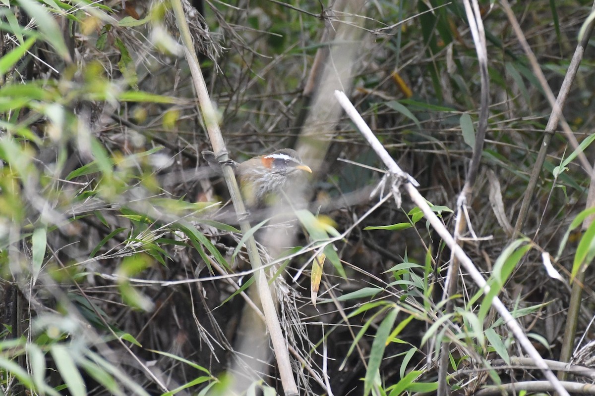 Streak-breasted Scimitar-Babbler - Tristan Jobin