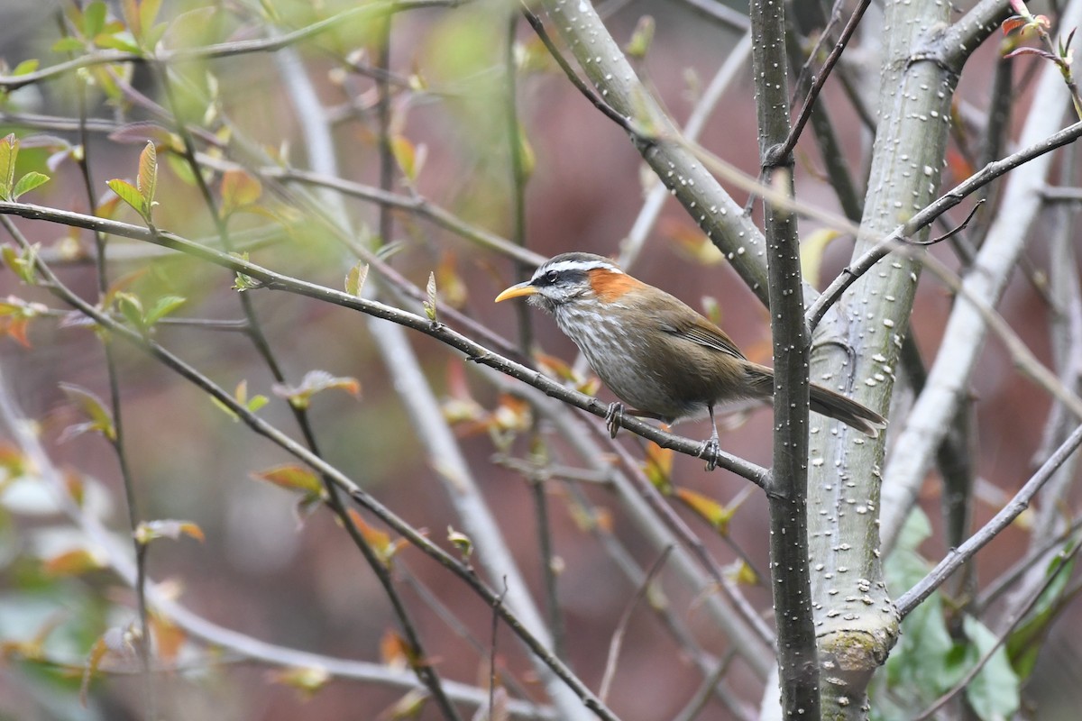 Streak-breasted Scimitar-Babbler - Tristan Jobin