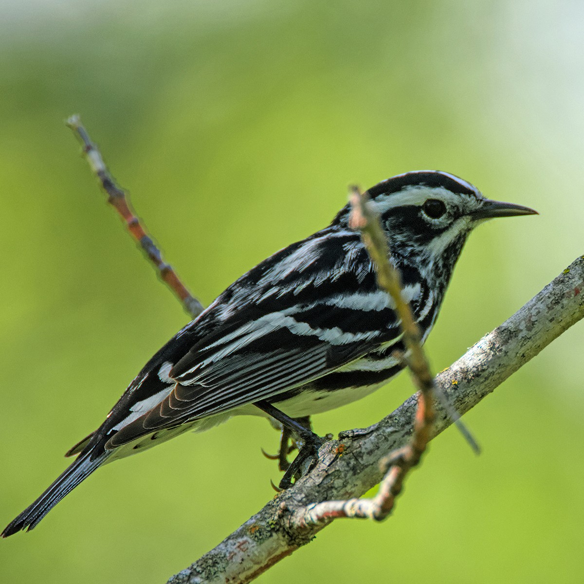 Black-and-white Warbler - Me XMan