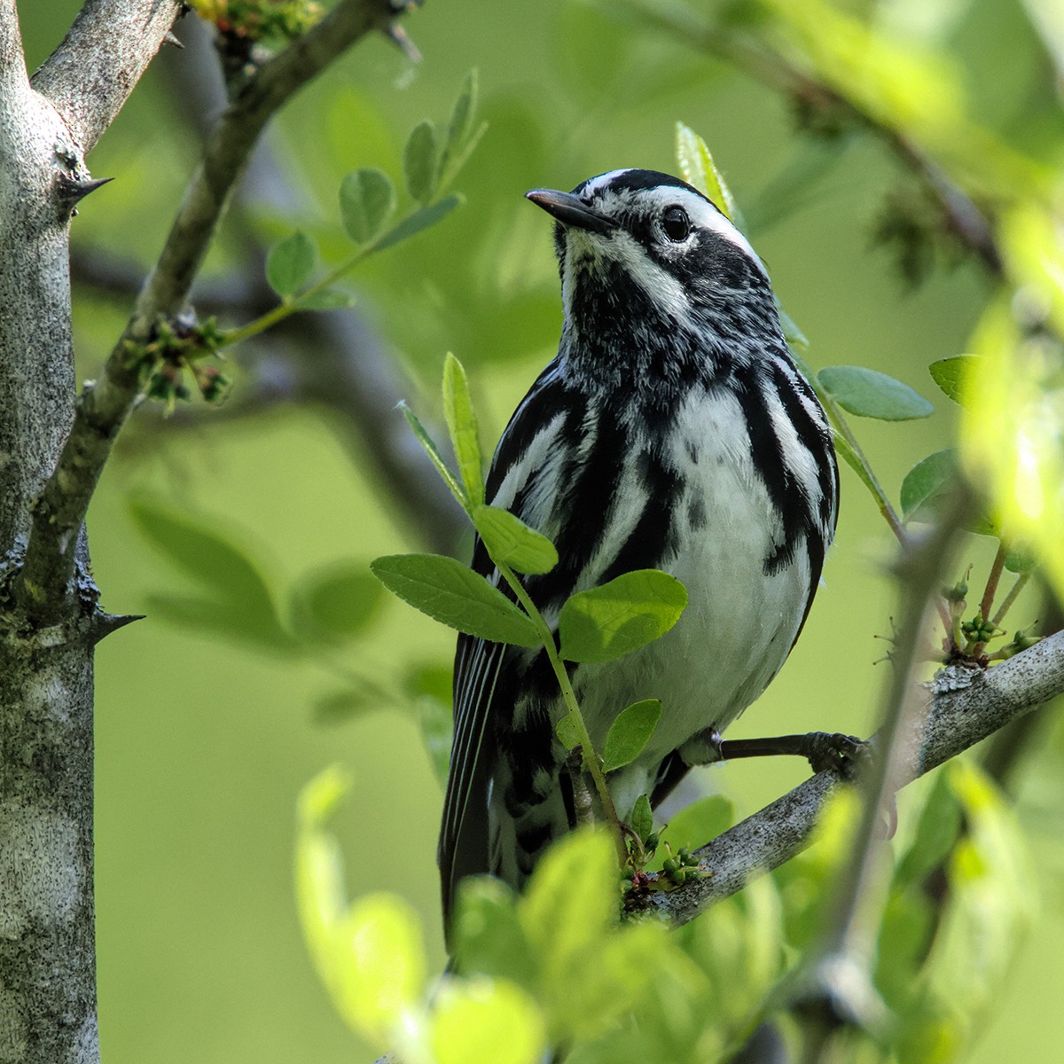 Black-and-white Warbler - Me XMan