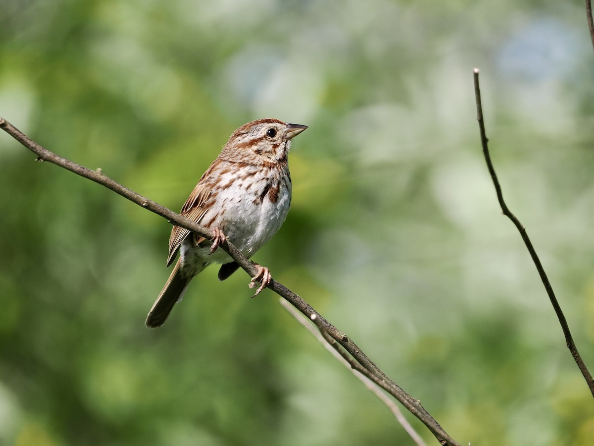 Song Sparrow - Daniel Sgro