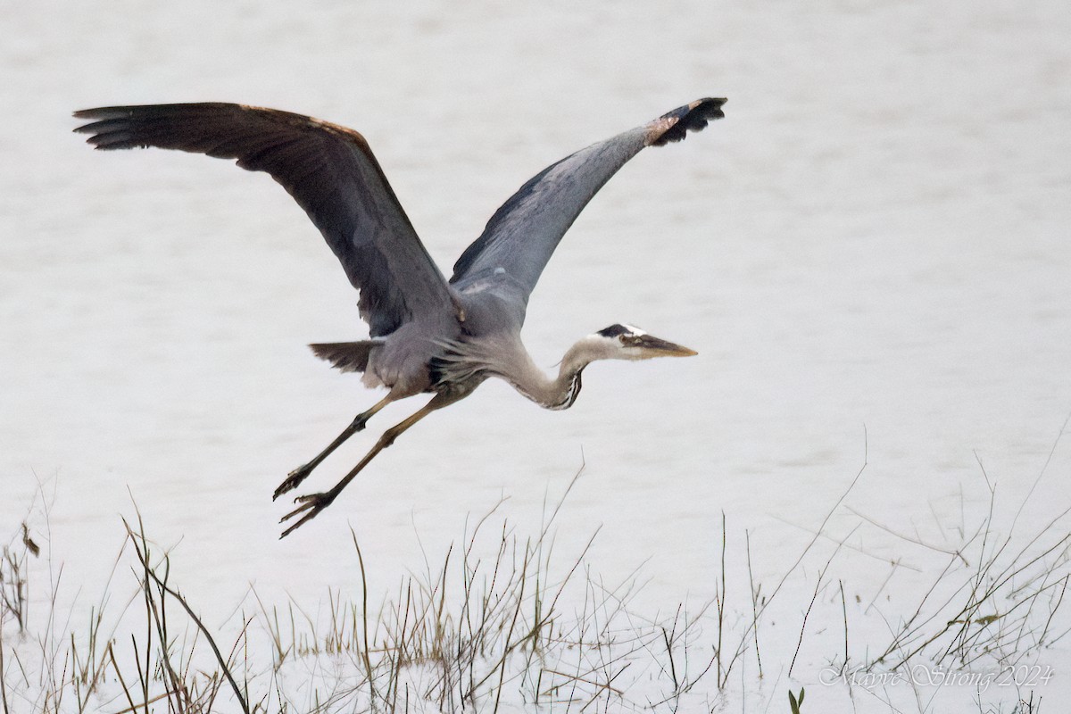 Great Blue Heron - Mayve Strong