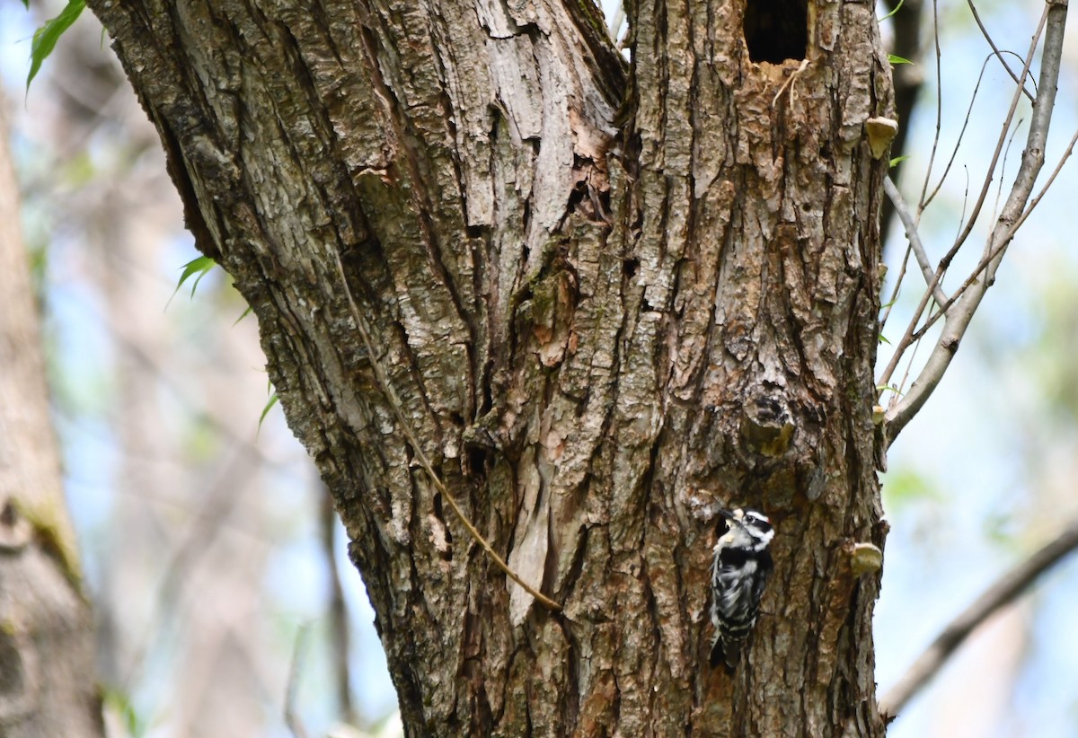 Downy Woodpecker - Monique Maynard