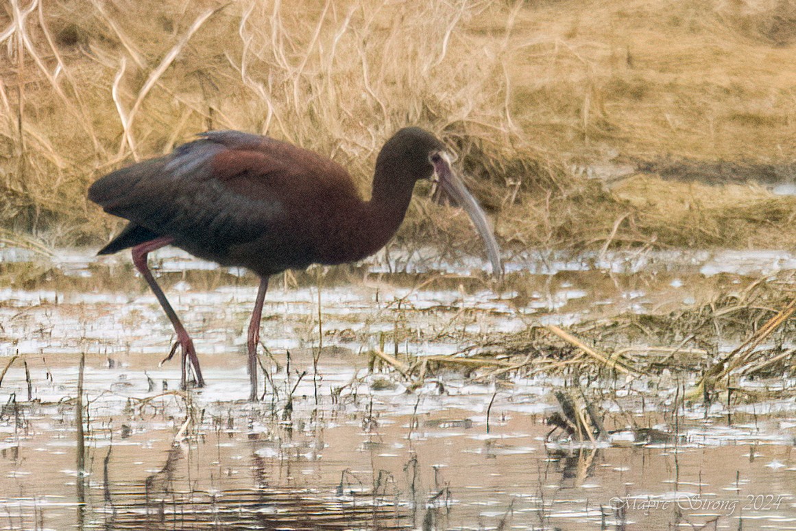 White-faced Ibis - Mayve Strong