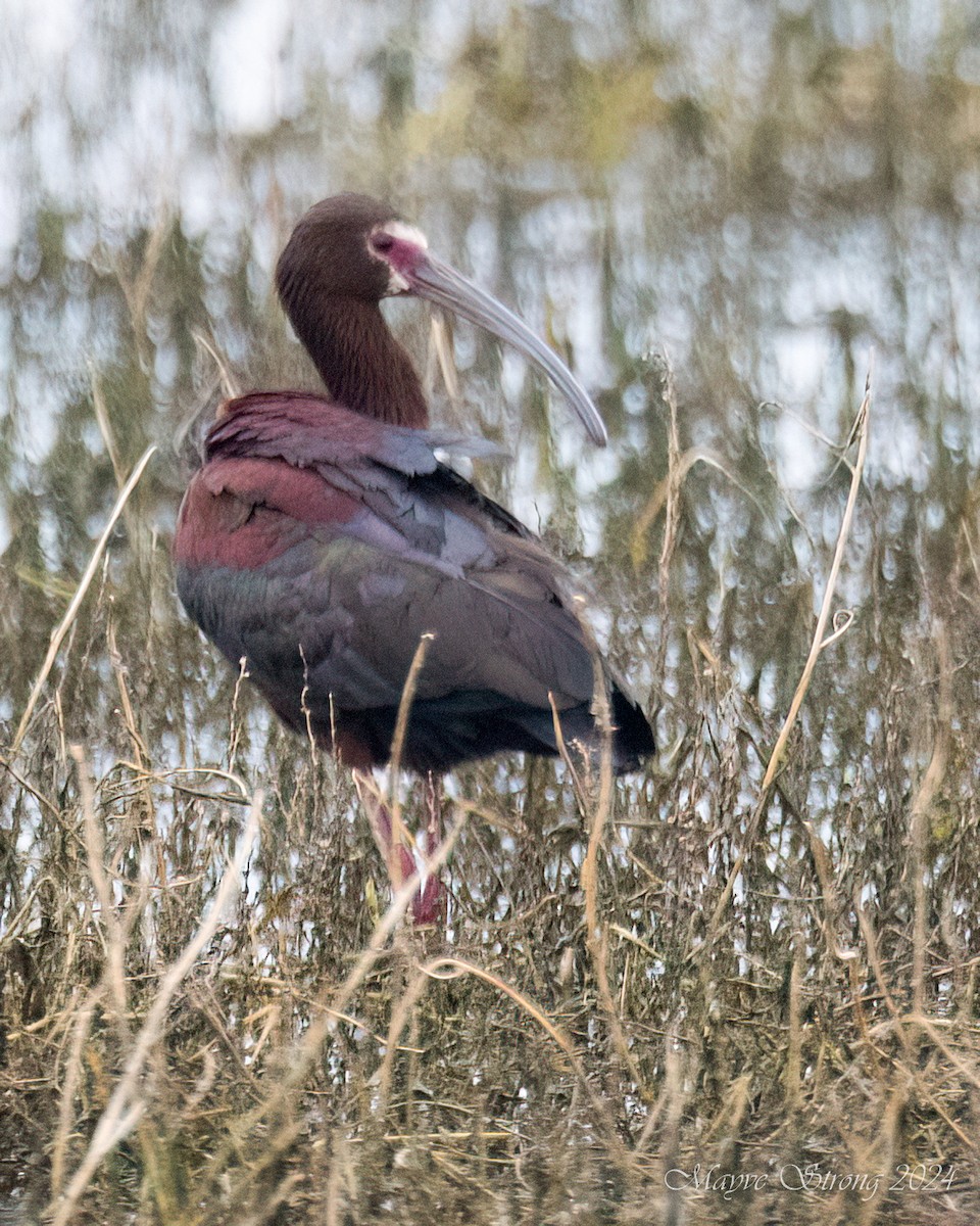 White-faced Ibis - Mayve Strong