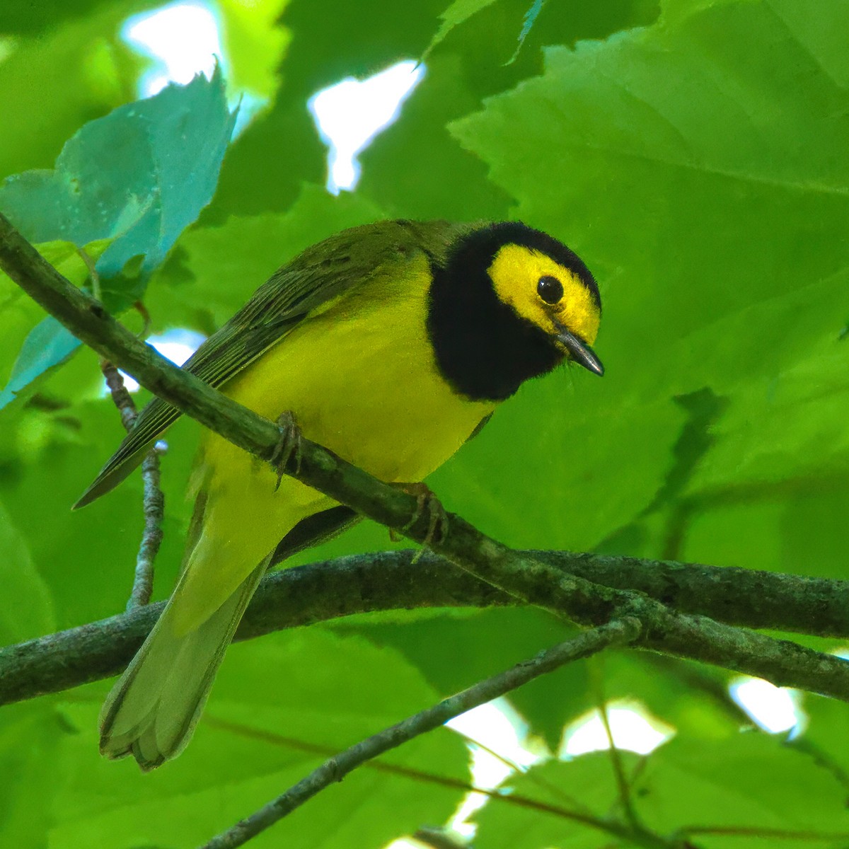 Hooded Warbler - Me XMan