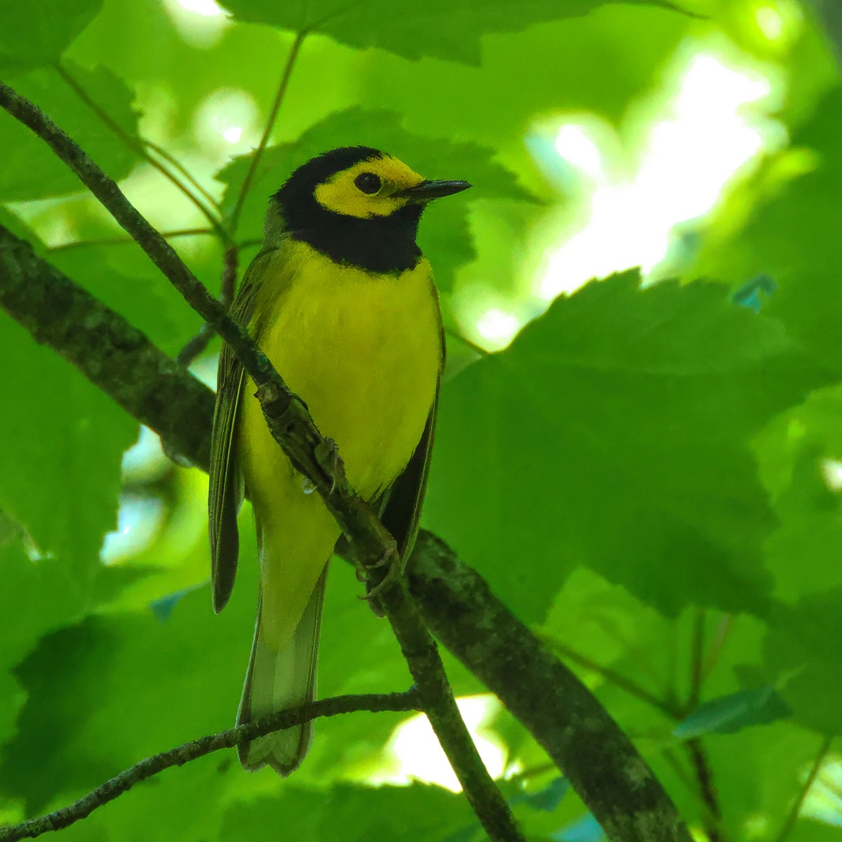 Hooded Warbler - Me XMan