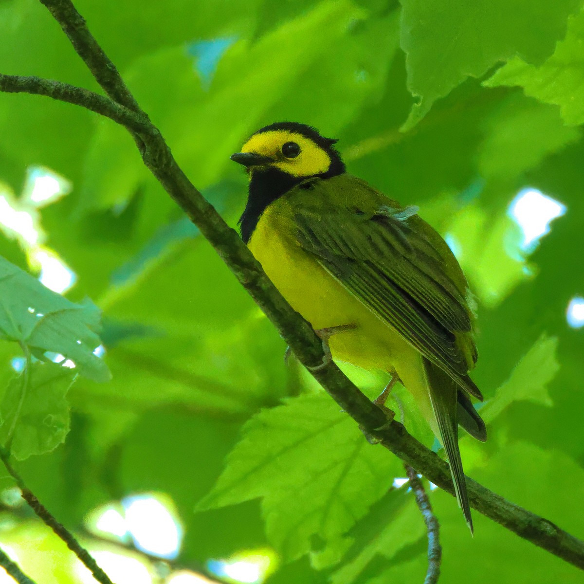 Hooded Warbler - Me XMan