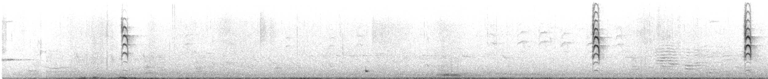 Новозеландская веерохвостка - ML619595216
