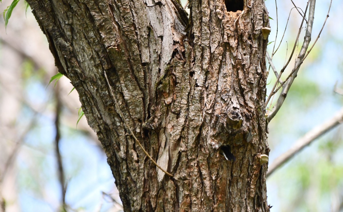 Downy Woodpecker - Monique Maynard