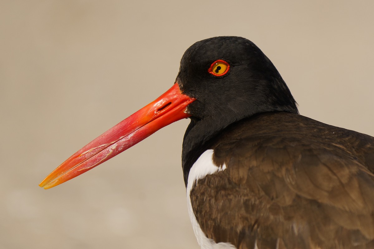 American Oystercatcher - Marshall Mumford