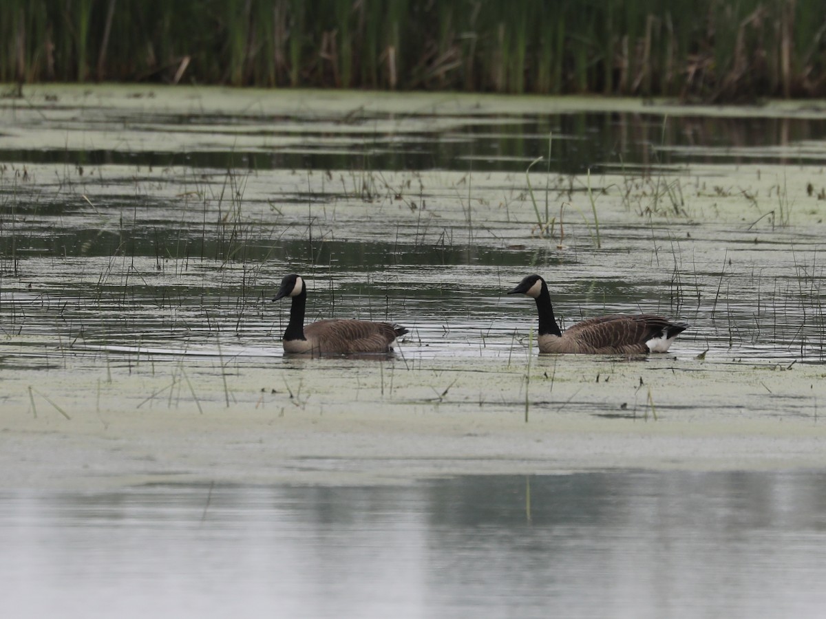 Canada Goose - Daniel Hinnebusch