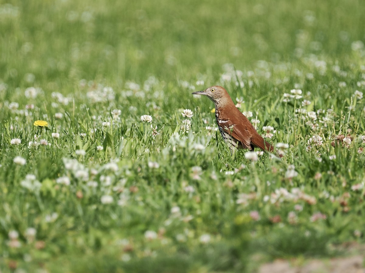 Brown Thrasher - Daniel Sgro