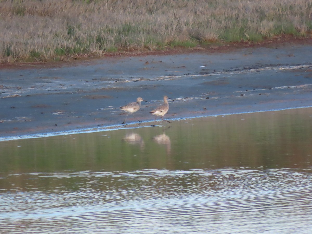 Willet - Kerry Hjertaas