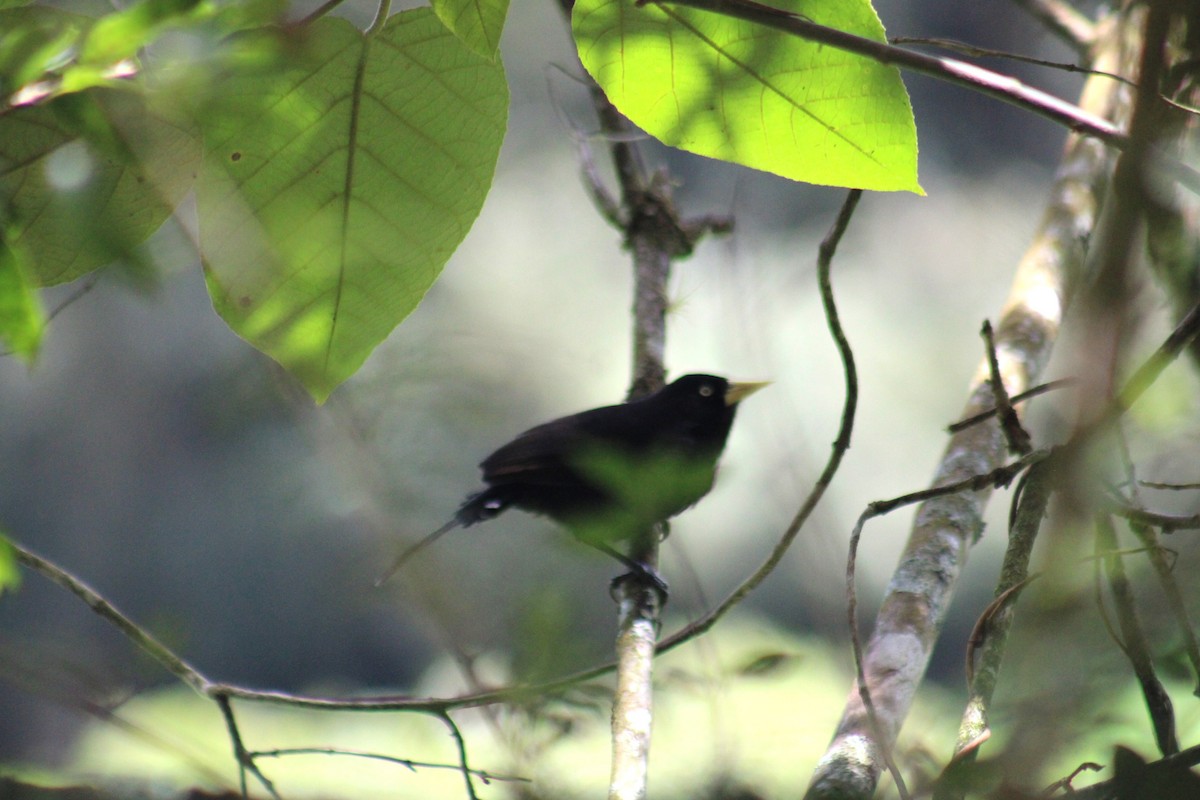 Yellow-billed Cacique - ML619595234