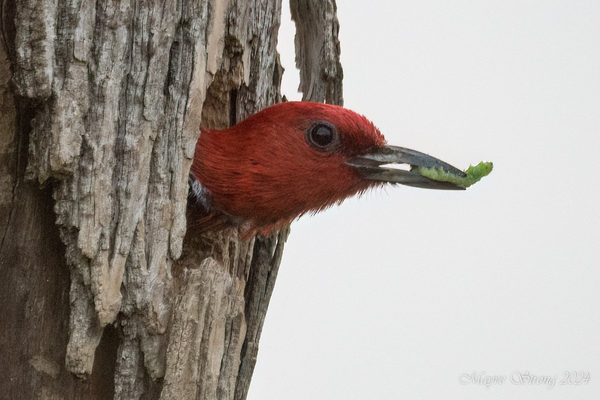 Red-headed Woodpecker - Mayve Strong