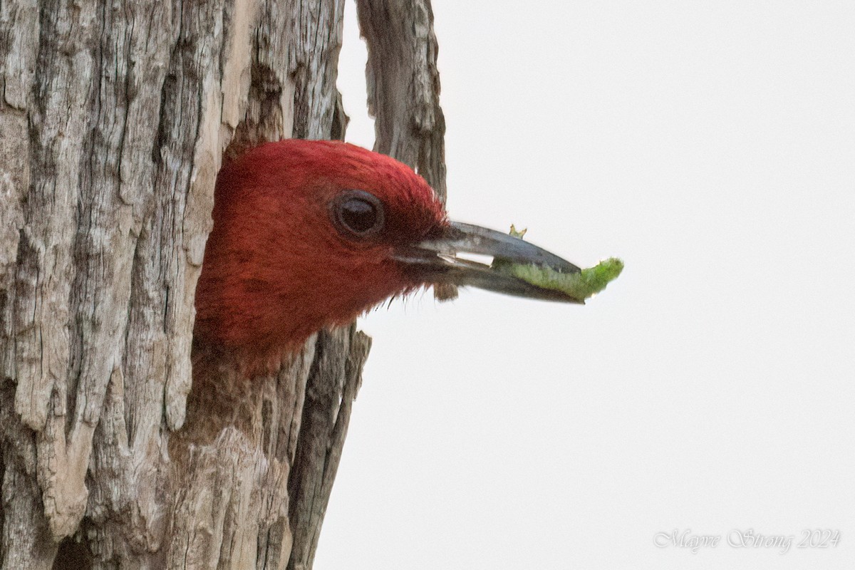 Red-headed Woodpecker - Mayve Strong