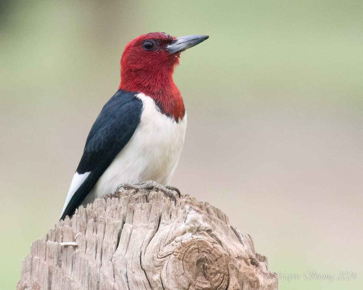 Red-headed Woodpecker - Mayve Strong