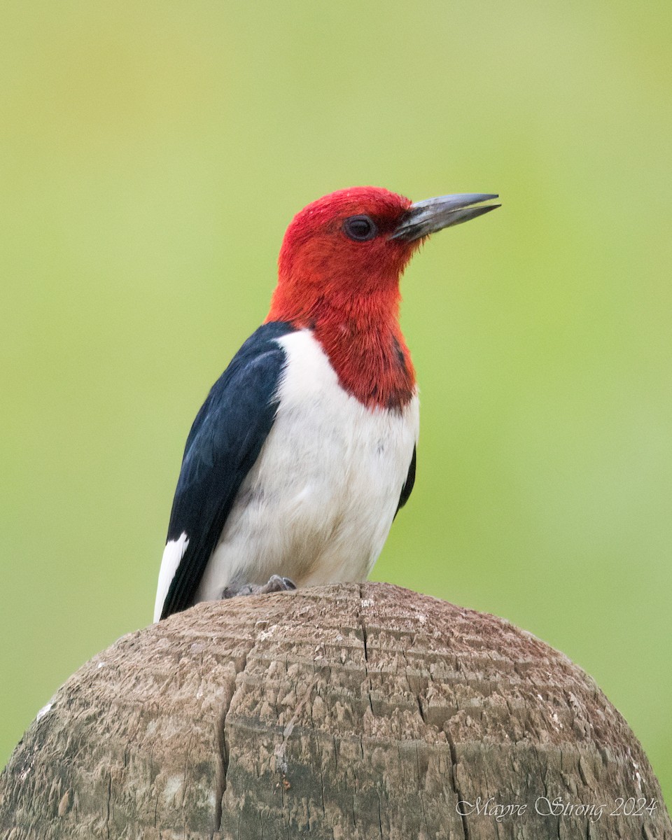 Red-headed Woodpecker - Mayve Strong