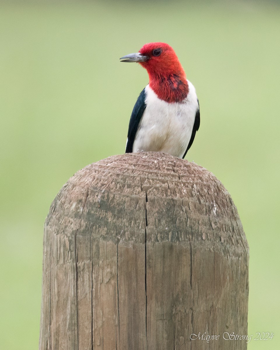Red-headed Woodpecker - Mayve Strong