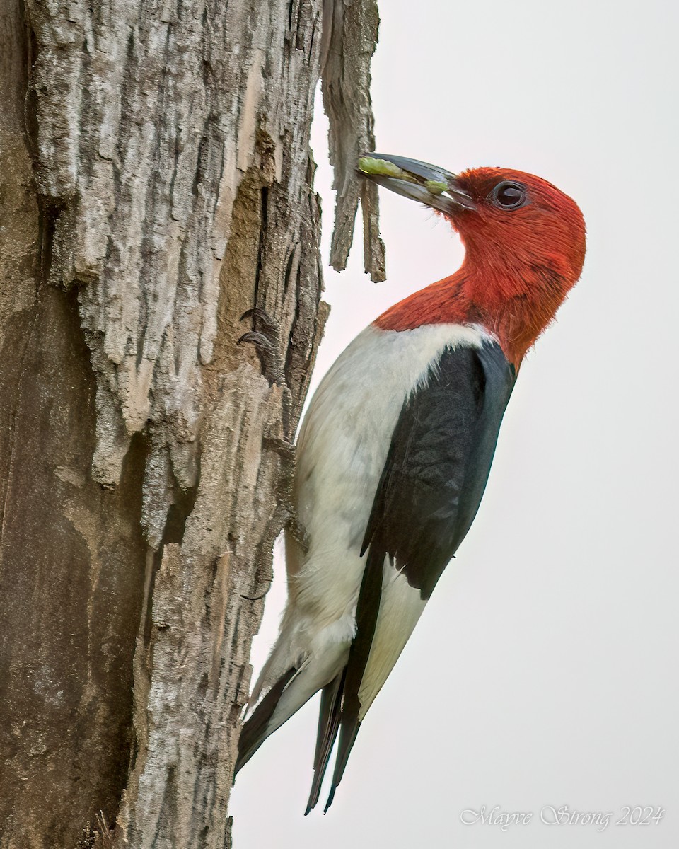 Red-headed Woodpecker - Mayve Strong