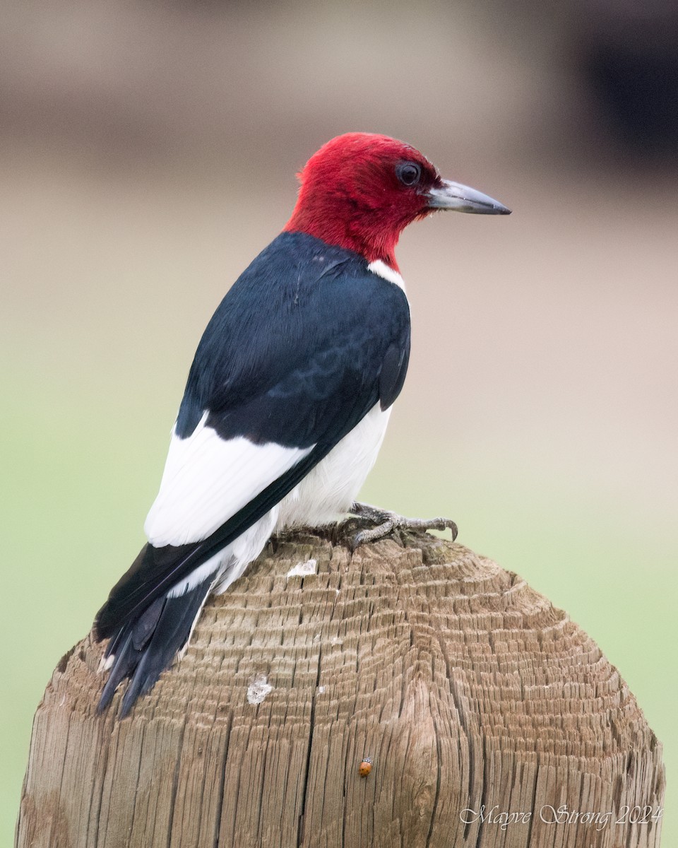 Red-headed Woodpecker - Mayve Strong