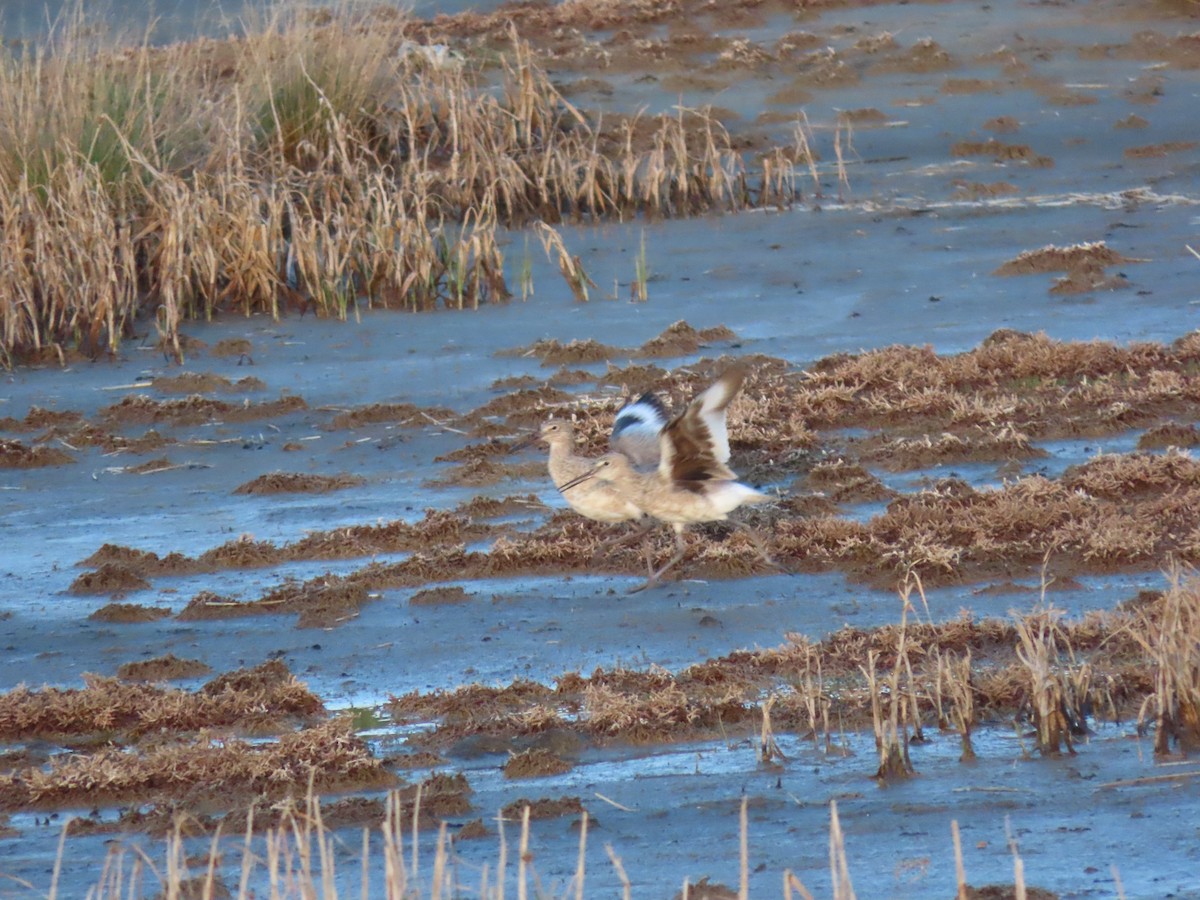 Willet - Kerry Hjertaas