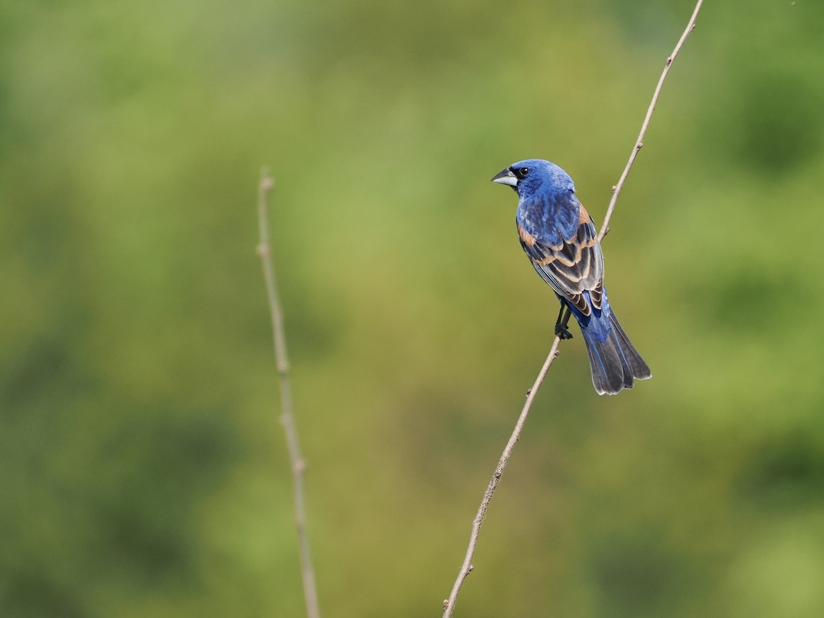 Blue Grosbeak - Daniel Sgro