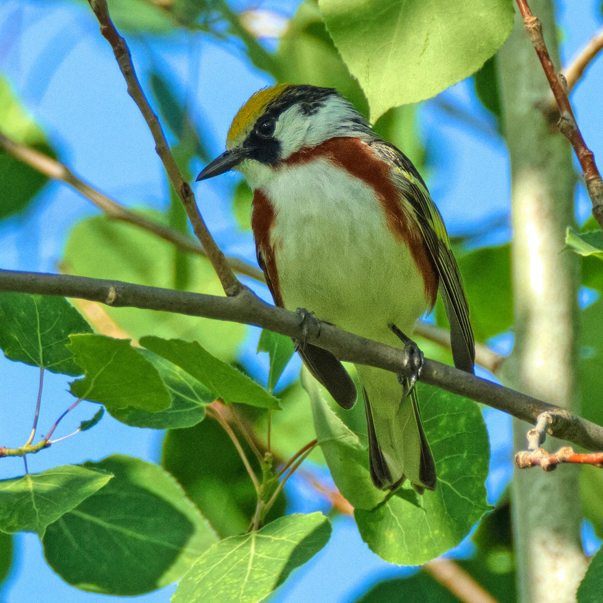 Chestnut-sided Warbler - Me XMan