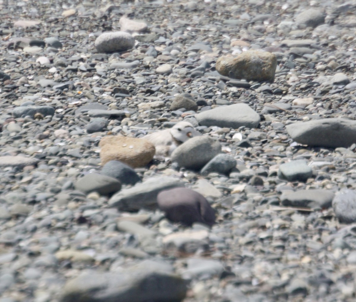 Piping Plover - Tim E.