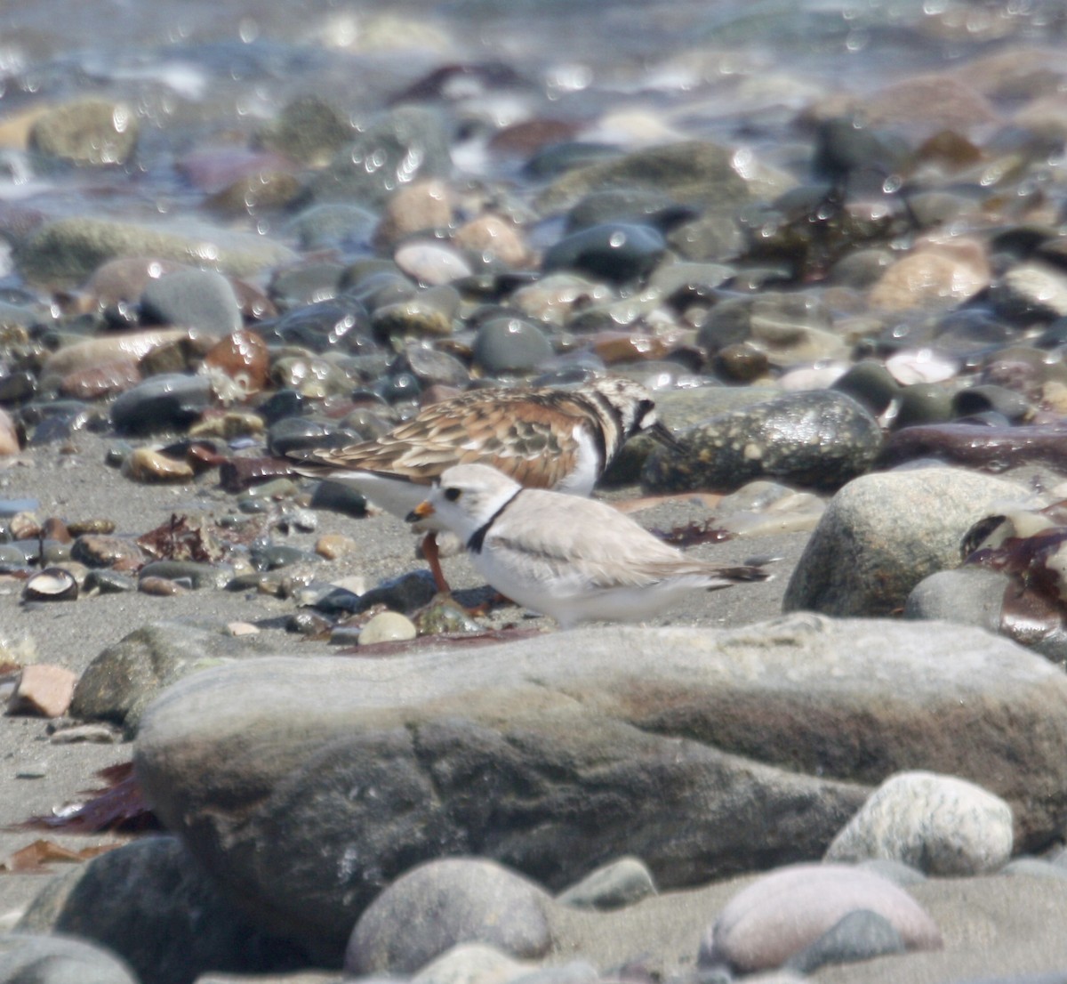 Piping Plover - Tim E.